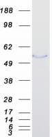 Human FBLN5 / Fibulin 5 Protein (Recombinant Myc-DDK (Flag))
