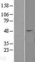 ANGPTL4 Protein (Over-Expression Lysate Myc-DDK (Flag))