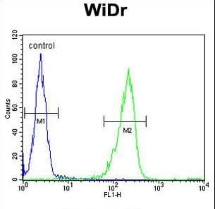 Polyclonal Rabbit anti-Human IL31 Antibody (aa13-40, IHC, WB)