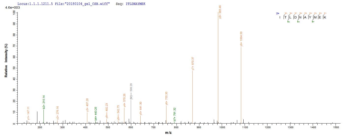 Mouse PKM / Pyruvate Kinase, Muscle Protein (Recombinant 10His, N-terminus + Myc, C-terminus)