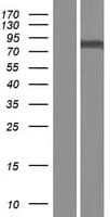 GALNT8 Protein (Over-Expression Lysate Myc-DDK (Flag))