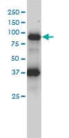 FES Antibody (clone 3A3-1E5)