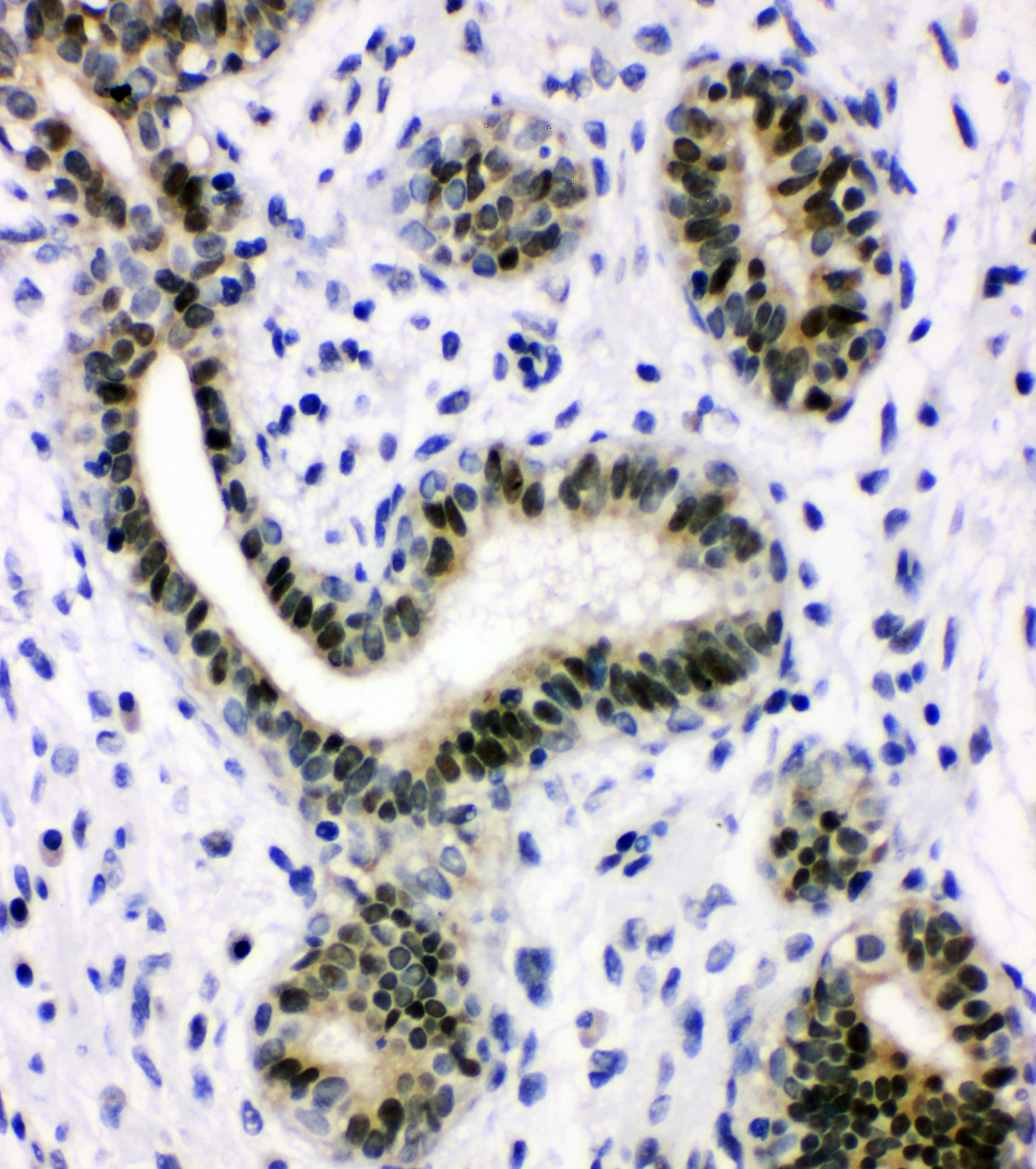 XRCC1 Antibody (aa15-34)