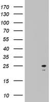 ARFL3 / ARL3 Antibody (aa2-182, clone OTI3E1)