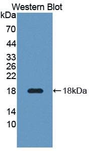 CREG / CREG1 Antibody (aa66-196, Biotin)