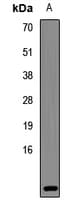 POLR2L Antibody
