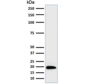 Ferritin Antibody (clone FTL/1386, Azide-free, BSA-free)