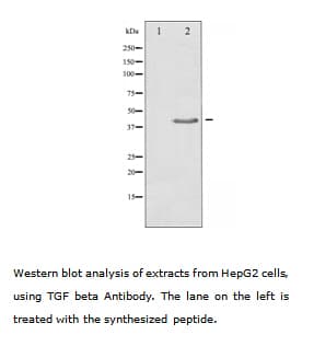 TGFB1 / TGF Beta 1 Antibody