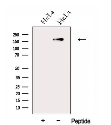 FGD5 Antibody