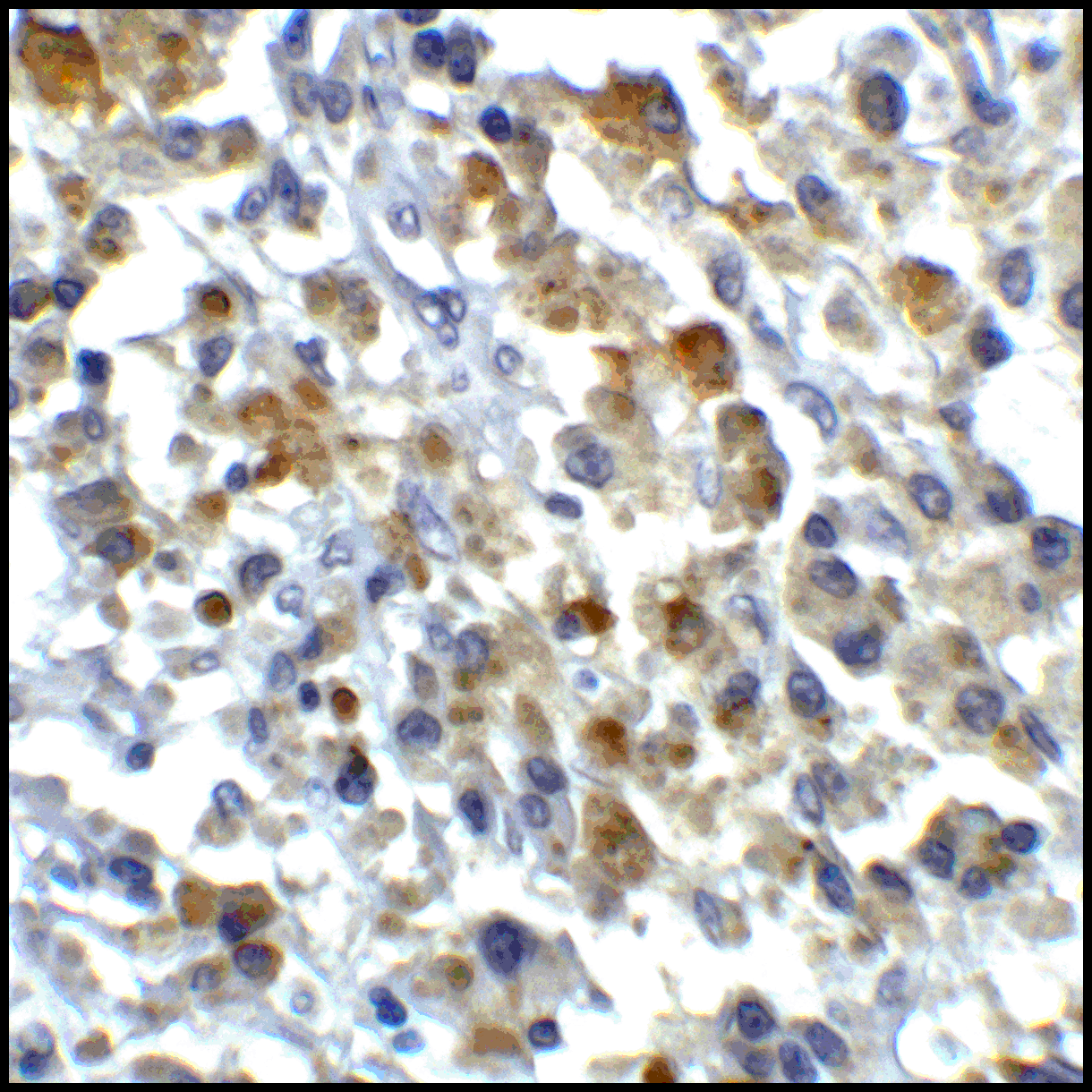 CD80 Antibody (clone 12D9)