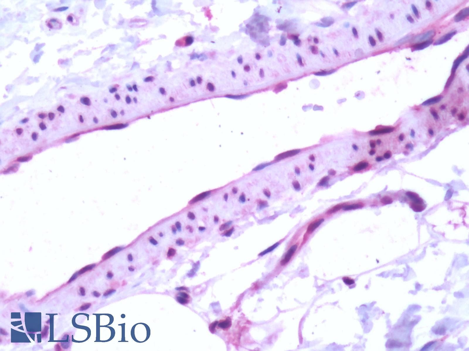 PathPlus™ Polyclonal Rabbit anti-Human S1PR1 / EDG1 / S1P1 Antibody (Cytoplasmic Domain, IHC)