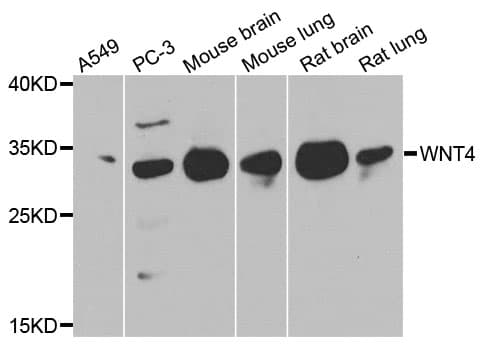 WNT4 Antibody