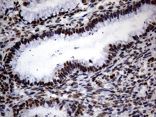 SH3BGRL Antibody (clone OTI8F7)