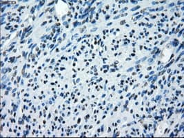 SATB1 Antibody (clone OTI10G2)