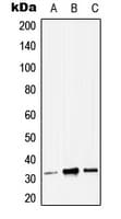 ZMAT3 Antibody (C-Terminus)