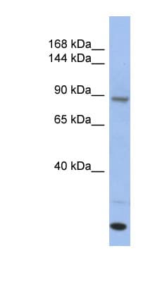 UNC45A Antibody (C-Terminus)
