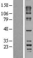 FNBP4 Protein (Over-Expression Lysate Myc-DDK (Flag))