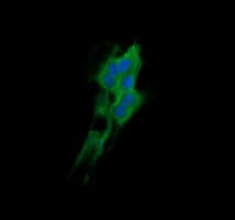 DNM1L / DRP1 Antibody (clone OTI1C1, Carrier-free)