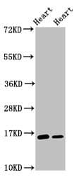 Polyclonal Rabbit anti-Human C3orf14 Antibody