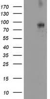 Dipeptidylpeptidase 10 / DPP10 Antibody (clone OTI1A5, Carrier-free)