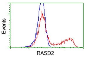 RASD2 Antibody (clone OTI1G8)