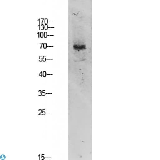TIF-IA / RRN3 Antibody