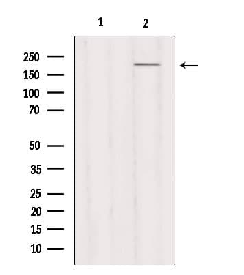 MYH3 Antibody