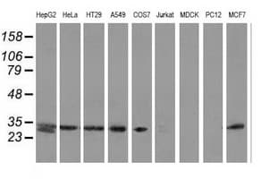 SPR Antibody (clone OTI3A9, Carrier-free)