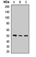 Polyclonal Rabbit anti-Human POFUT2 Antibody (WB)