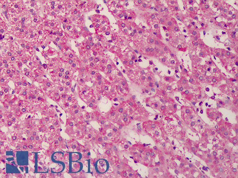 IHC-plus™ GDF3 Antibody (aa35-53)