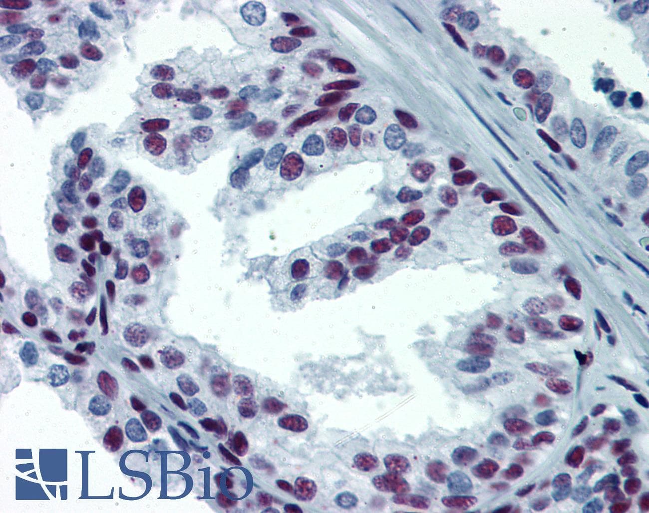 IHC-plus™ Monoclonal Mouse anti-Human SP1 Antibody (clone 4C8, IHC, IF, WB)