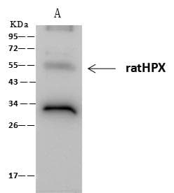HPX / Hemopexin Antibody (clone 006, Preservative Free)