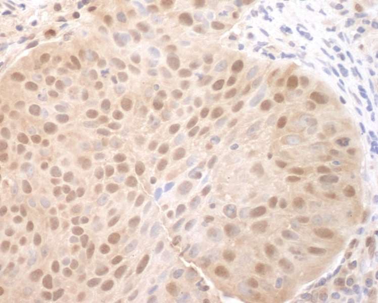 IHC-plus™ CDC6 Antibody (aa1-50)