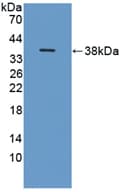 ITIH1 Antibody (aa507-819, APC)