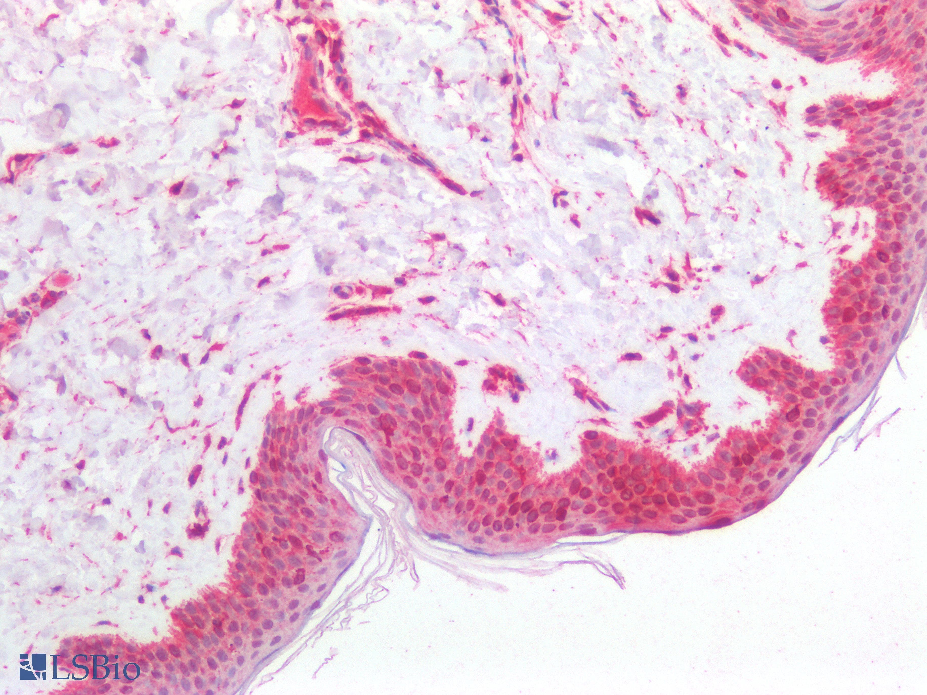 PathPlus™ CANX / Calnexin Antibody