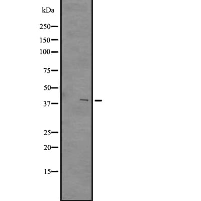GPR84 Antibody