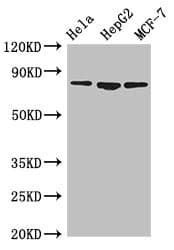 Polyclonal Rabbit anti-Human IMMT / Mitofilin Antibody (IHC, IF, WB)