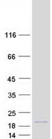 Human MAFF Protein (Recombinant Myc-DDK (Flag))