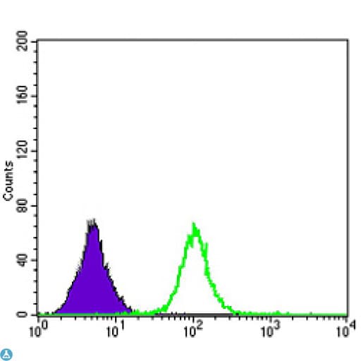 APOB / Apolipoprotein B Antibody