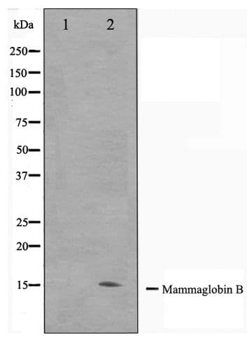 SCGB2A1 / Mammaglobin B Antibody