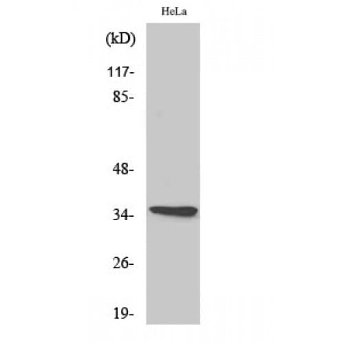 OR10G4 Antibody (200-280 aa, C-terminal)