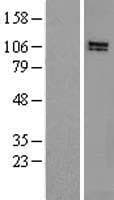 HPS3 Protein (Over-Expression Lysate Myc-DDK (Flag))