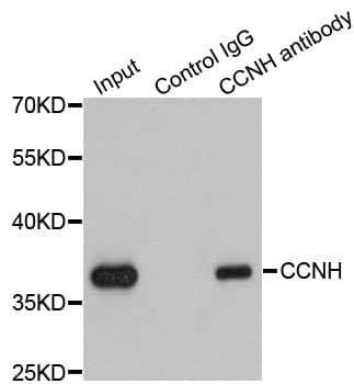 CCNH / Cyclin H Antibody