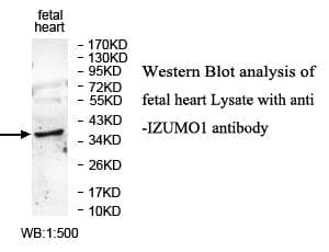 IZUMO1 / IZUMO Antibody (aa51-211)