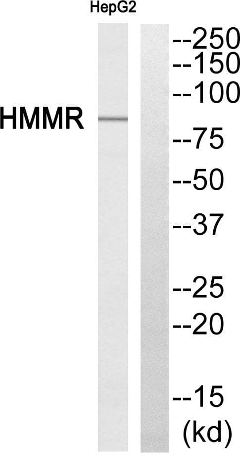 HMMR / CD168 / RHAMM Antibody