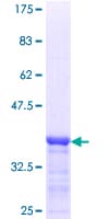 Human DDX4 / VASA Protein (Recombinant GST, N-terminus)
