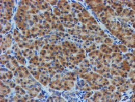 TULP3 Antibody (clone OTI4E5)