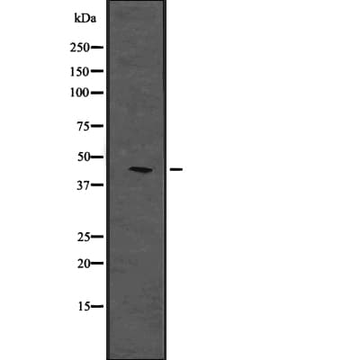 PHLDA1 Antibody