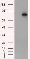 ARNT / HIF-1-Beta Antibody (clone OTI1A1)