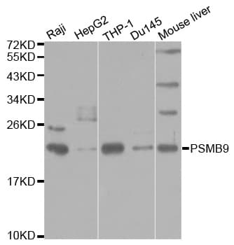 Polyclonal Rabbit anti-Human PSMB9 Antibody (IHC, IF, WB)